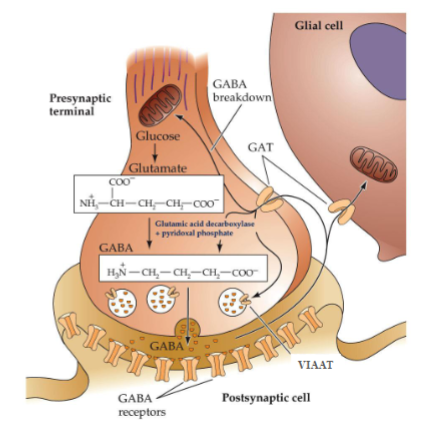 <p>Into presynaptic neurons or glial cells.</p>