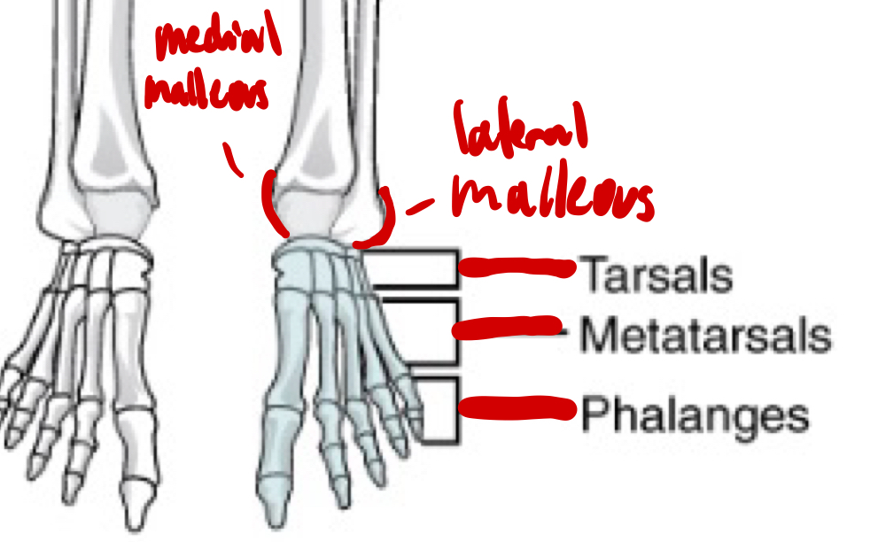 <p>protrusion on the side of the ankle</p>
