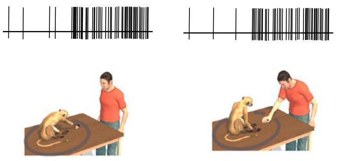 <p>Mirror neurons were first discovered in premotor cortex. Mirror neurons respond when the monkey reaches for an object and when he watches the experimenter reach for the object. They do not respond to the object alone or to non-goal-directed movements of the experimenter’s arm</p>