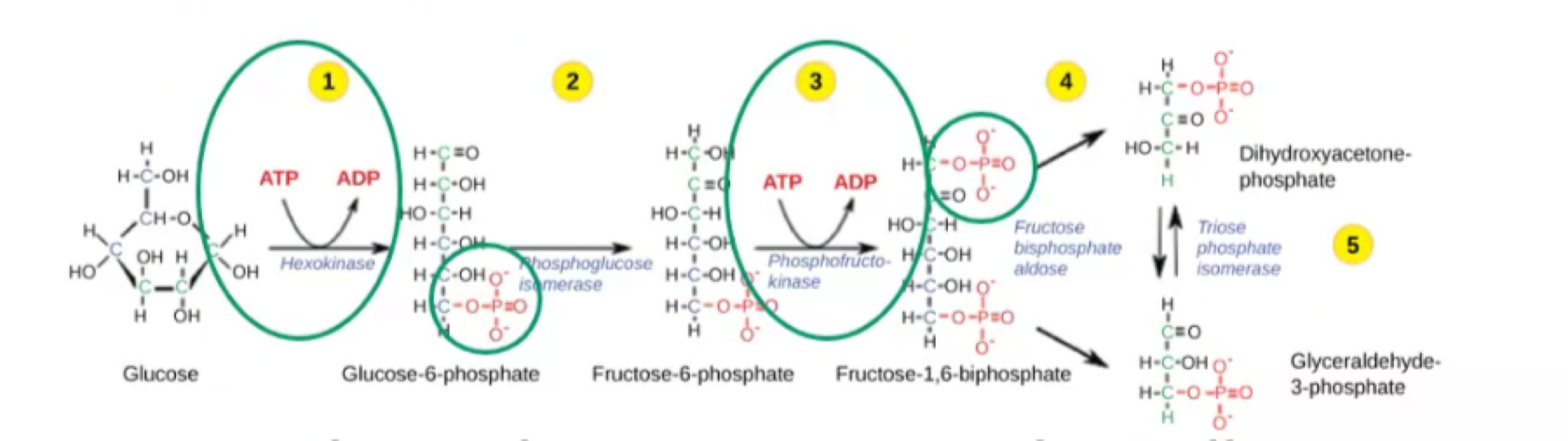 2 ATPs are invested to ”energize”/phosphorylate the glucose. 