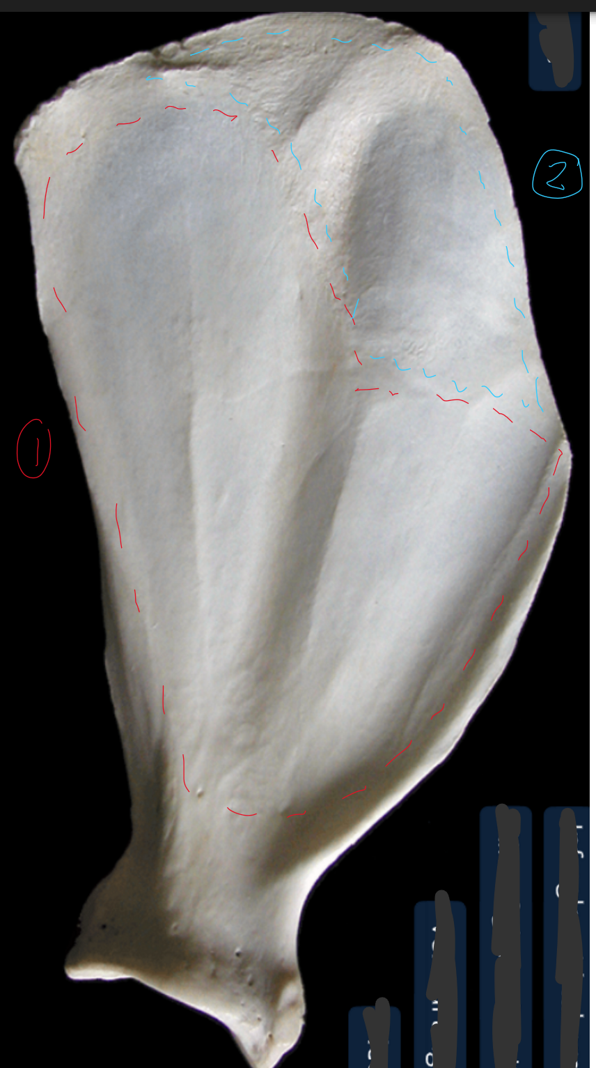 <p>label the medial side of the scapula (dorsal edge on top, ventral on bottom, cranial edge on right, caudal on left)</p>