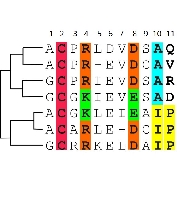 This picture shows alignment sequences that is mapped to its midpoint rooted tree. The active site of this family of proteins will bind to a positively charged ligand. According to the picture, which position of the following is the active site?

\
Position 8

\
Position 10

\
Position 2

\
Position 4