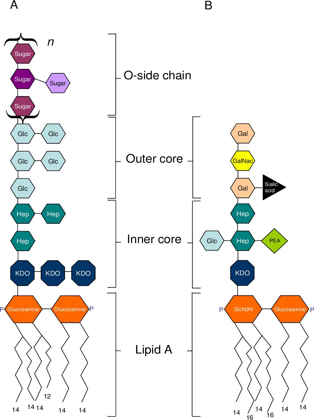 <p><strong>LOS</strong> is a form of LPS that <strong>lacks the O antigen</strong>, making bacteria more <strong>susceptible to immune system attack</strong>.</p>