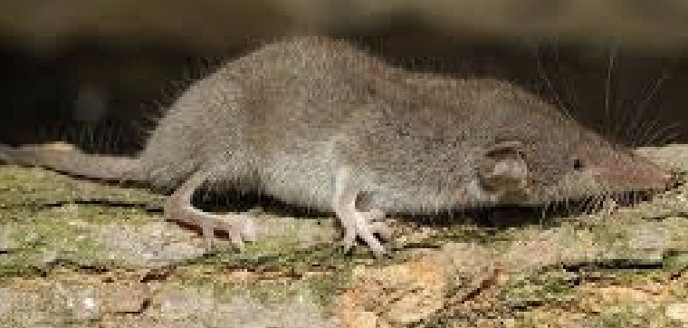 <p>What family is this?</p>