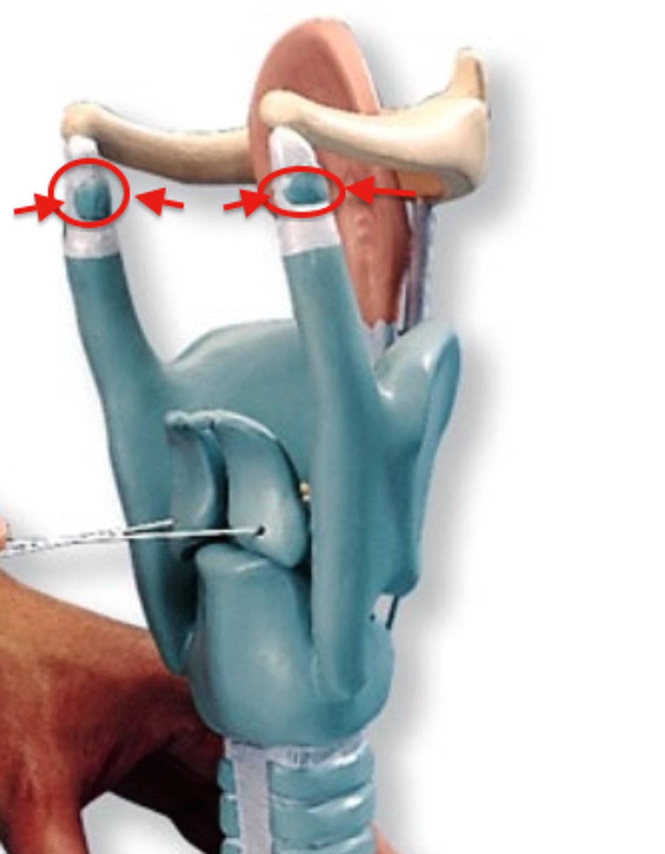 <p>a pair of club- or wedge-shaped elastic cartilages anterior to the corniculate cartilages that support the vocal folds and lateral aspects of the epiglottis</p>