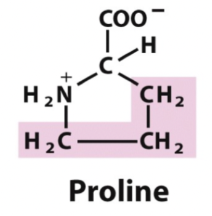 <p>Vad är speciellt med prolin?</p>
