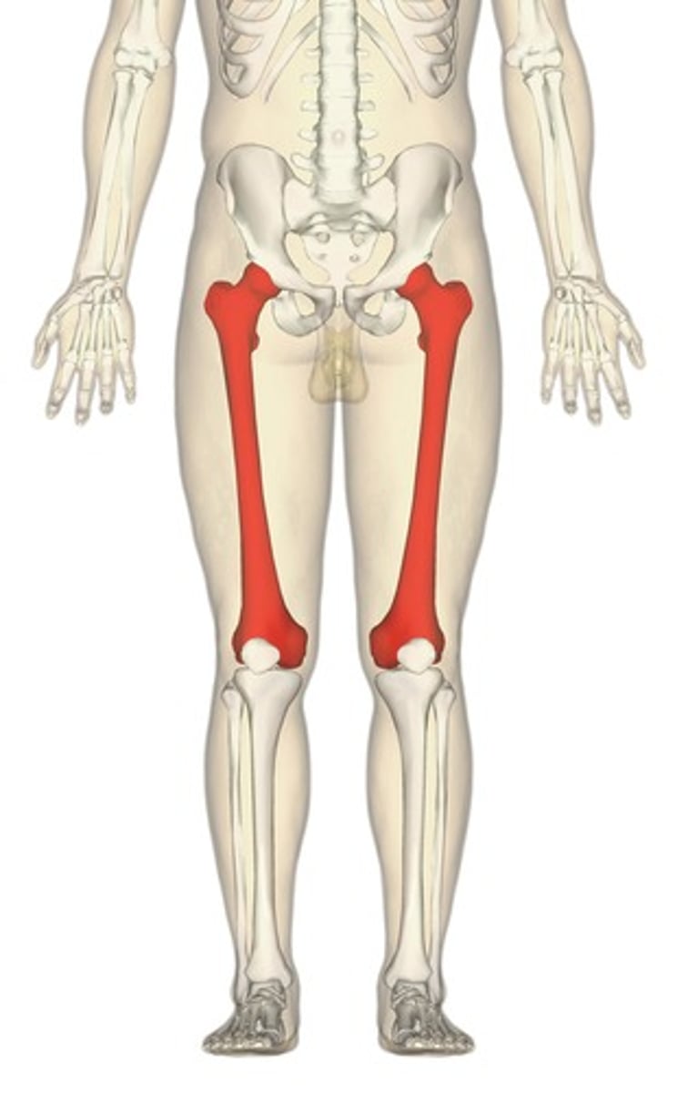 <p>ID bone in red</p>