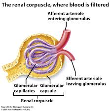 <ul><li><p><span><span>occurs in renal corpuscle</span></span></p><ul><li><p><span><span>afferent → efferent arterioles</span></span></p><ul><li><p><span><span>blood pressure much higher than in other capillaries</span></span></p><ul><li><p><span><span>Only ~30% lower than aorta</span></span></p></li></ul></li><li><p><span><span>due to pressure from difference in size between afferent and efferent glomerular arterioles</span></span></p></li></ul></li></ul></li><li><p><span><span>high blood pressure in glomerular capillaries forces some plasma into capsular space of Bowman’s capsule</span></span></p><ul><li><p><span><span>large fenestrations in capillary endothelium</span></span></p></li><li><p><span><span>glomerular filtrate formed</span></span></p><ul><li><p><span><span>no proteins or blood cells → too large to fit through fenestrations</span></span></p><ul><li><p><span><span>may see in urine if damage to glomerulus</span></span></p></li></ul></li></ul></li></ul></li><li><p><span><span>glomerular filtration rate (GFR)</span></span></p><ul><li><p><span><span>depends on rate of blood flow to kidney</span></span></p></li><li><p><span><span>ml/min</span></span></p></li><li><p><span><span>On average, ~25% of plasma is removed from circulation each minute!</span></span></p></li></ul></li></ul><p></p>