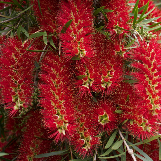 <p>Myrtaceae</p>