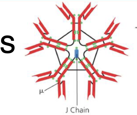 <p>Monomer</p><p>Pentamer when joined together 5 of them</p><p>•5 antibodies joined meaning 10 binding sites</p><p></p>