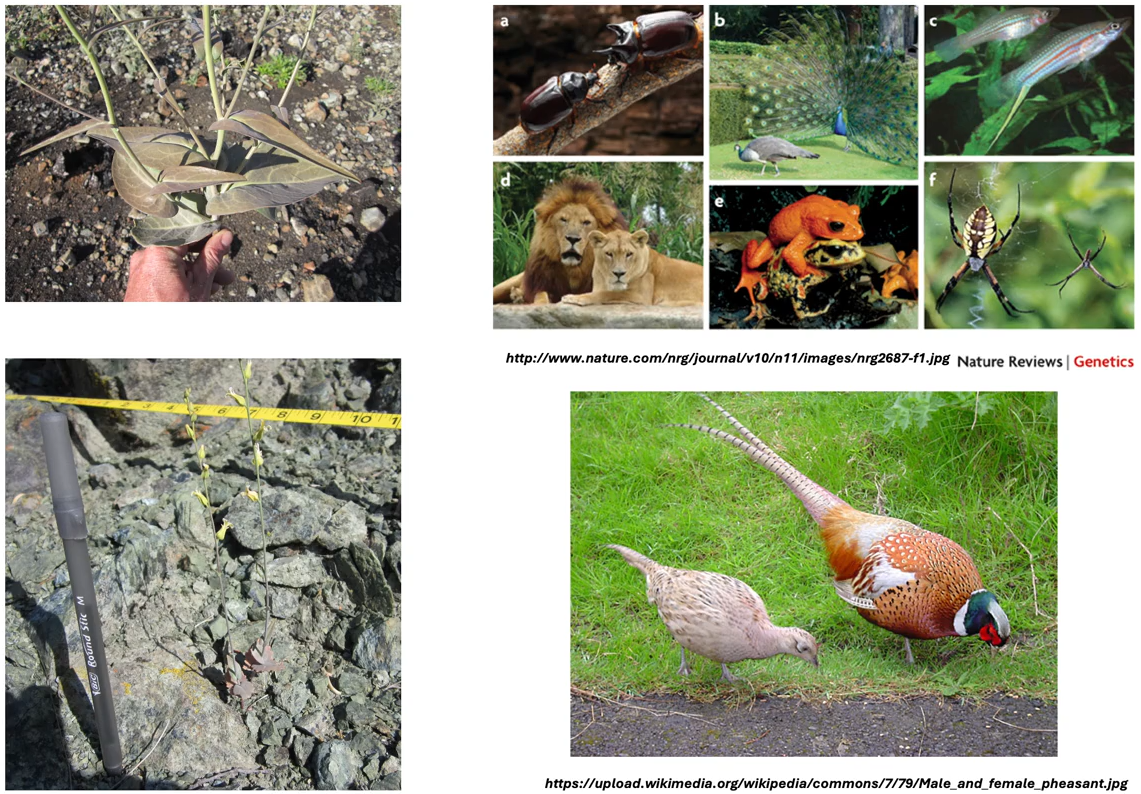 <p>1) cryptic species: morphological similar, but genetically distinct</p><p>2) phenotypic plasticity: variations within species due to the environment</p><p>3) sexual dimorphism: male and female individuals of a species look different</p>