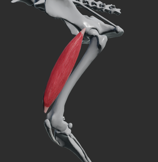 <p>odstup: corpus ossis ilii před acetabulem – fovea ventralis musculi recti femoris</p><p>úpon: tuberositas tibiae (přes ligamenta patellae)</p><p>funkce: flexe v articulatio coxae, extenze v articulatio genus</p>