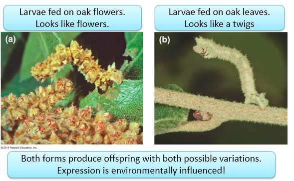 <p>-is mostly genetic </p><p>-but environment can influence expression, creating non-heritable variation </p><p>-ex: the sex determination of the American alligator is affected by the temperature </p>