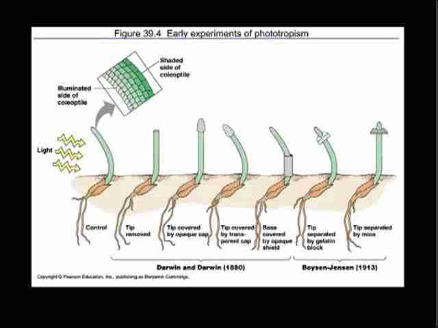 <p>Darwin conducted experiments on plants to study their responses to environmental stimuli, specifically investigating phototropism (response to light) and geotropism (response to gravity), and the role of plant hormones in growth and development.</p>
