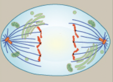 <p>Centromeres split in two, sister chromatids (chromosomes) are pulled toward opposite poles</p>