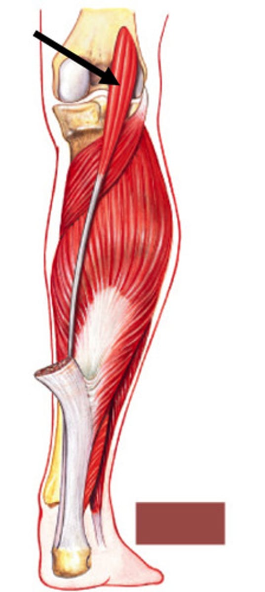 <p>plantar flexes at ankle</p>