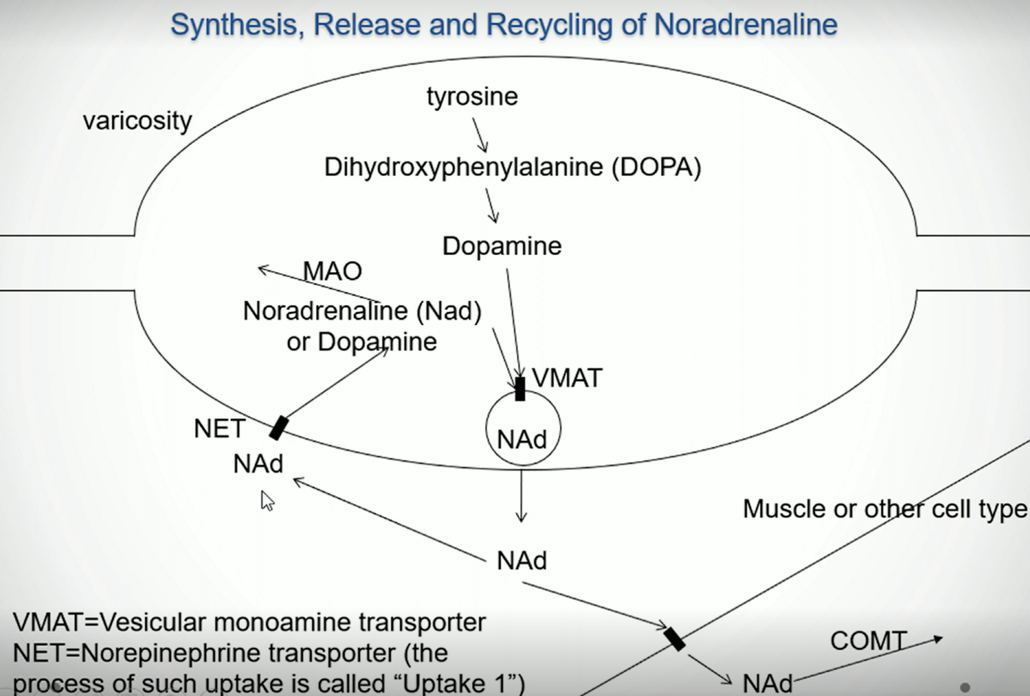 <p>What effect will inhibiting MAO (monoamine oxidase) have on the effect of noradrenaline?</p>