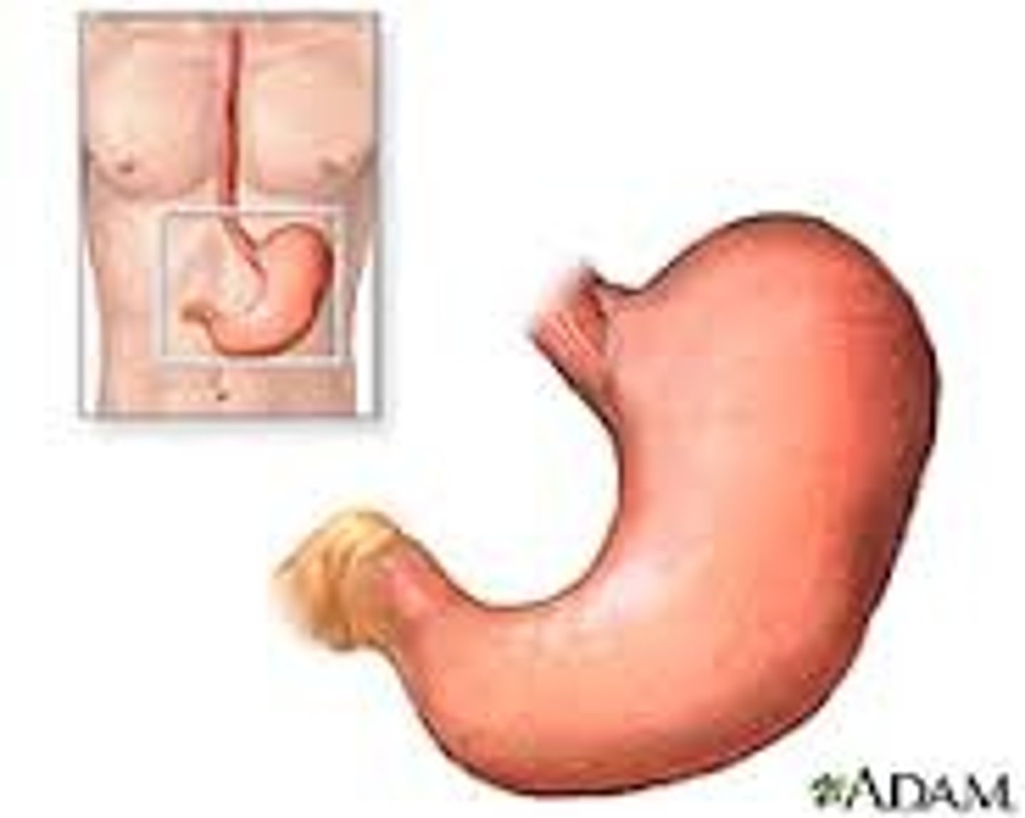 <p>Stomach</p>