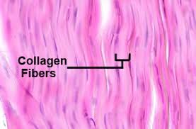 <p>Protein fiber that is resistant to tension and pressure. 20-25% of all proteins in the body. (white, fibrous) </p>