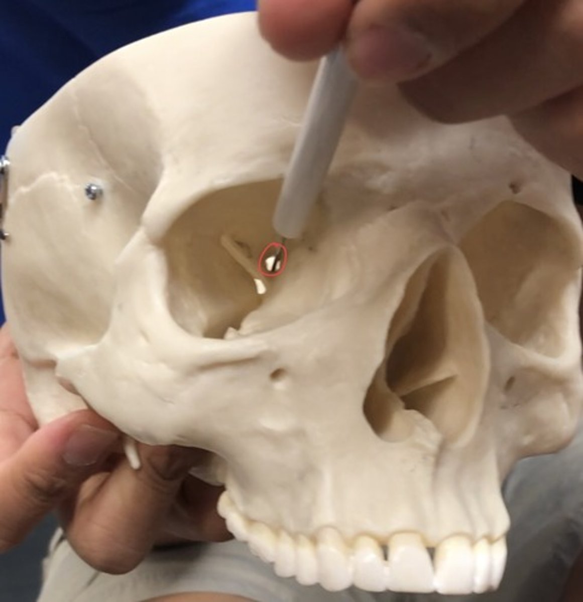 <p>Most medial hole in the eye socket</p>