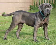 <p>Origin: Italy</p><p>Height: 24-30 in</p><p>Weight: 110-154 lbs</p><p></p><p>Said to have descended from the Molussus fighting dogs used in the Roman amphitheater, this Mastiff has an intimidating appearance: huge, heavy-headed, and with a stern expression.</p>