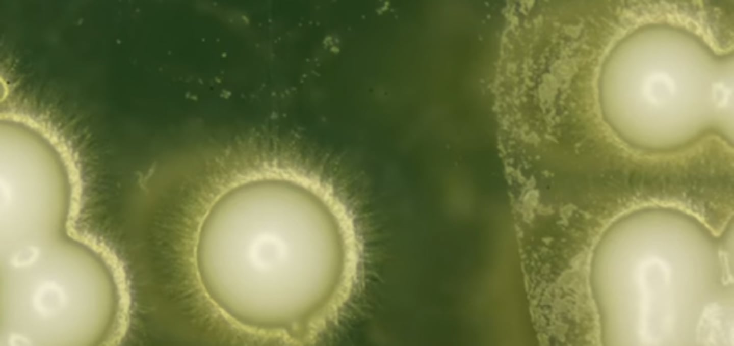 <p>yeast</p>