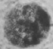 <p>Grade that embryo!</p><p>I have a collapsed blastocoele, extruded blastomeres, and degenerate cells</p>