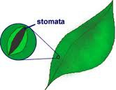 Small openings on the underside of a leaf through which oxygen, carbon dioxide and water can move