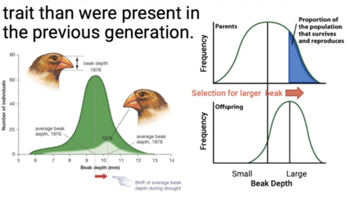 <p>There are more. individuals with that variation of the trait than. were present in the previous generation</p>