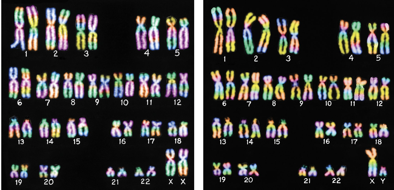 <ul><li><p>On the 23rd pair (bottom right)</p></li><li><p><span><strong><span>Males</span></strong></span></p><ul><li><p><span><span>Have one x and one y chromosome—the latter looks similar to an upside-down Y</span></span></p></li></ul></li><li><p><span><strong><span>Females</span></strong></span></p><ul><li><p><span><span>Both sex chromosomes are alike and are called X chromosomes because they each look like an X.</span></span></p></li></ul></li></ul><p></p>