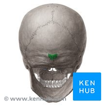 <p>What landmark in the <strong>Occipital Region</strong></p>