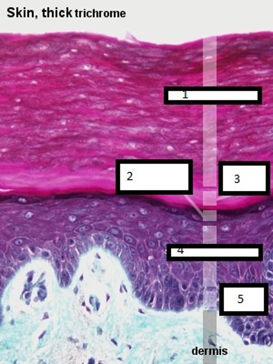 <p>stratum lucidum</p>