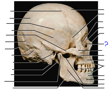 <p>(?)</p>