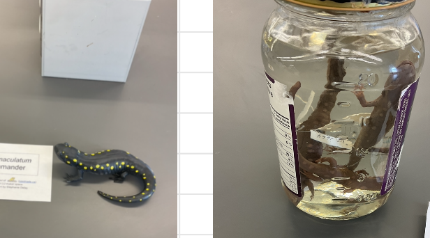 <p>Ambystoma maculatum</p><p>Spotted salamander</p><p>Not assessed</p><p>Family Ambystomatidae</p><p>Short bodied</p><p>Dark grey, brown, or black colours</p><p>2 rows of bright yellow spots running down the back and tail</p><p>The belly and lower sides are grey</p><p>Young one doe not have large yellow spots yet.</p>