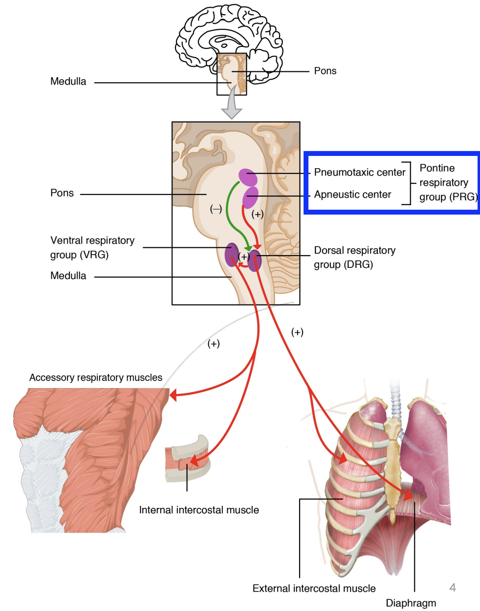 <p>Modifies activity of the DRG based on inputs from various receptors/brain regions (sensory information received)</p>
