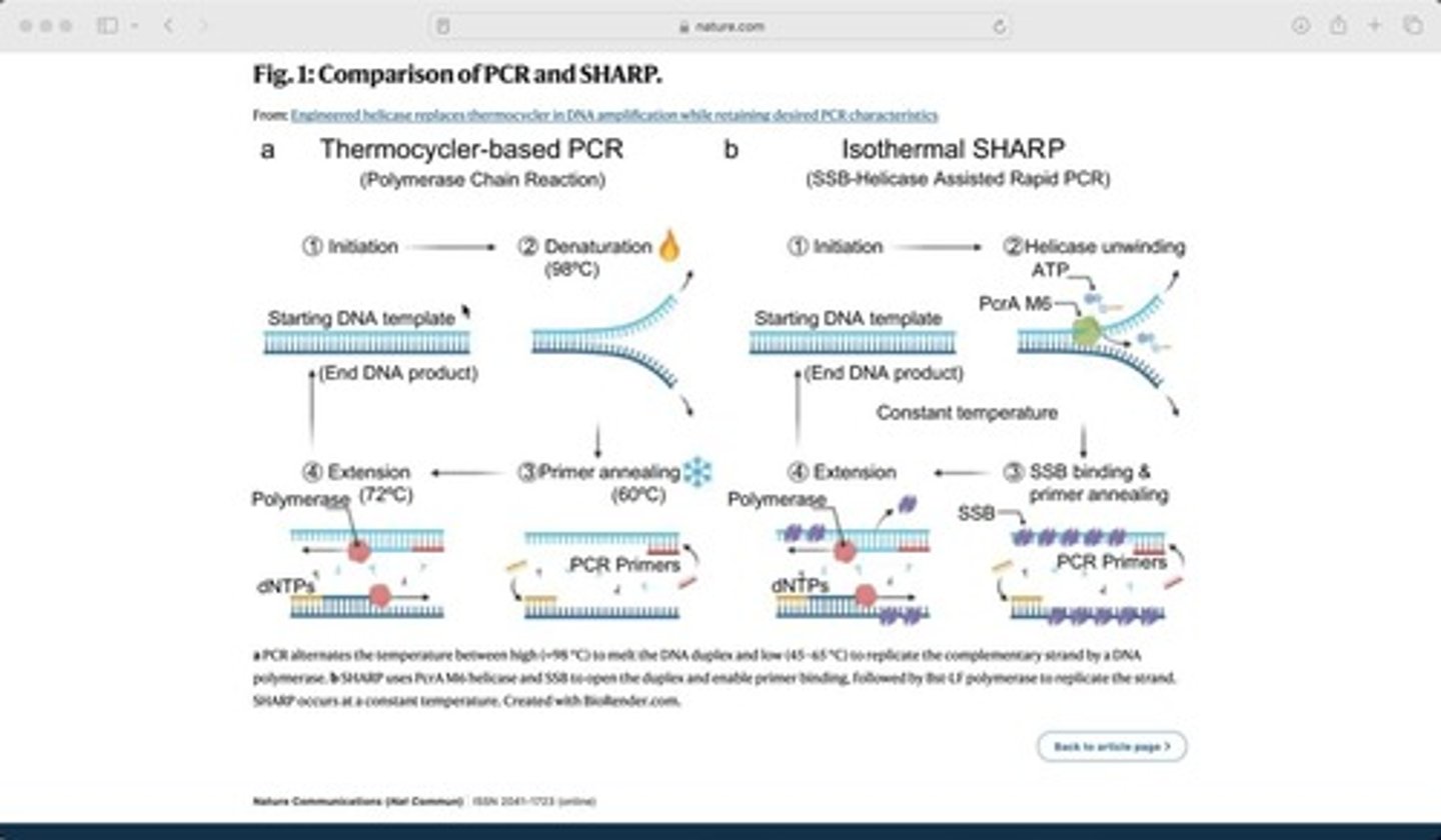 <p>The repeated series of denaturation, annealing, and elongation steps in PCR.</p>