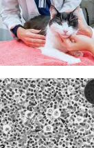 <p>Peripheral nodal feline lymphoma </p>