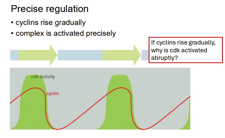 <p>skipped these slides in class i think but i wasnt paying that much attention so maybe</p>