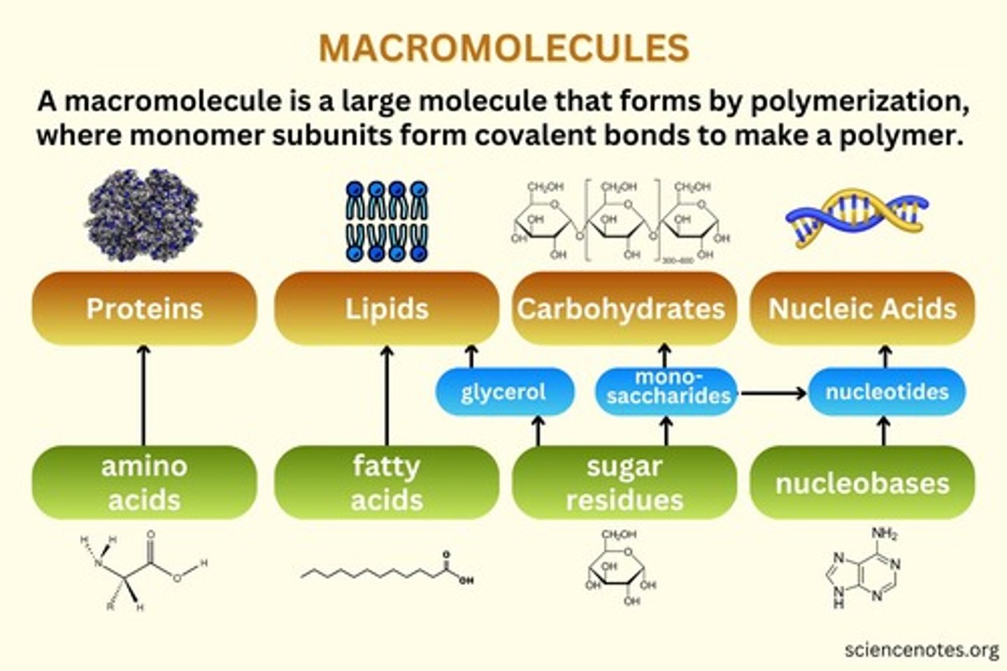 <p>1. Carbohydrates: made of sugars, provide energy. 2. Proteins: made of amino acids, perform various functions. 3. Lipids: made of fatty acids, store energy and make up cell membranes. 4. Nucleic acids: made of nucleotides, store and transmit genetic information.</p>