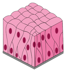 <p>Tissue</p>
