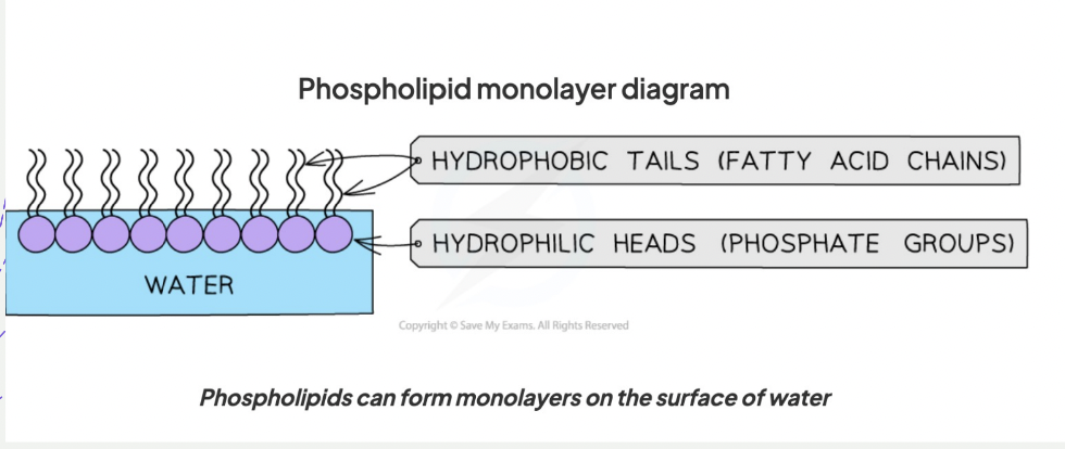 <p>Prevents polar molecules or ions from passsing between them across the membrane . </p><p></p><p>means that water soluble molecules like sugars, amino cids and proteins cant leak out of the cells and unwanted water soluble molecules cant get in</p>