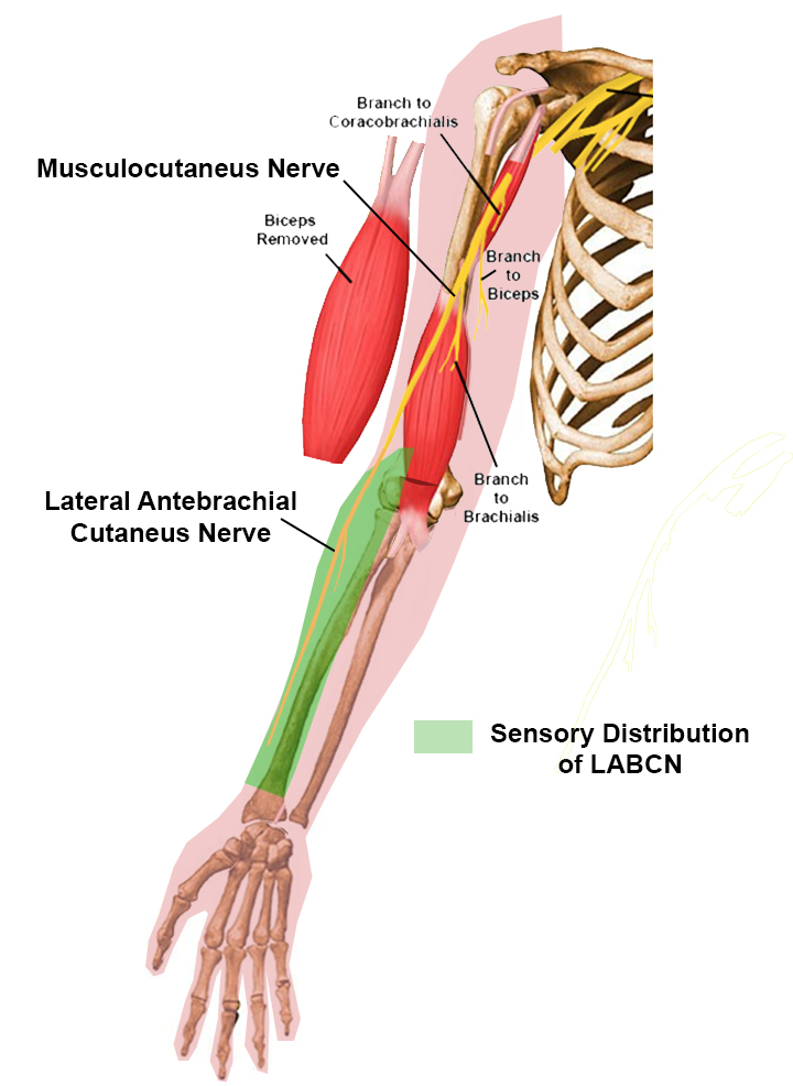 <p>Antebrachial</p>