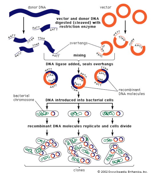 <p>General Procedure in Order</p><p></p>