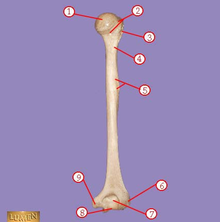 <p><span>Identify bone marking number 7.</span></p>