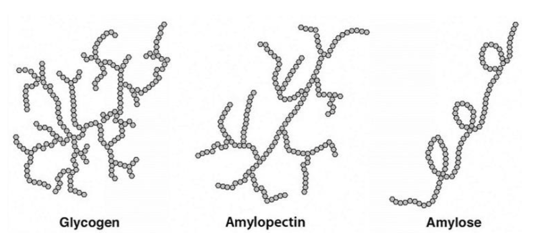 <p>Chains of monosaccharide</p><p>Made almost exclusively by glucose&nbsp;</p><p>i.e Glycogen, Starch, Fiber, Amylopectin, &amp; Amylose</p>