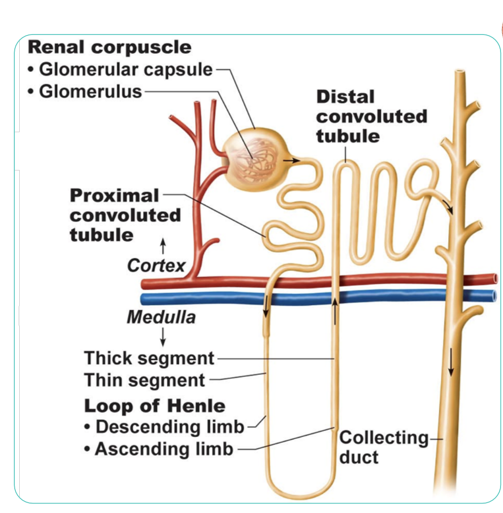 <p>is the initial filtering component of the nephron</p>