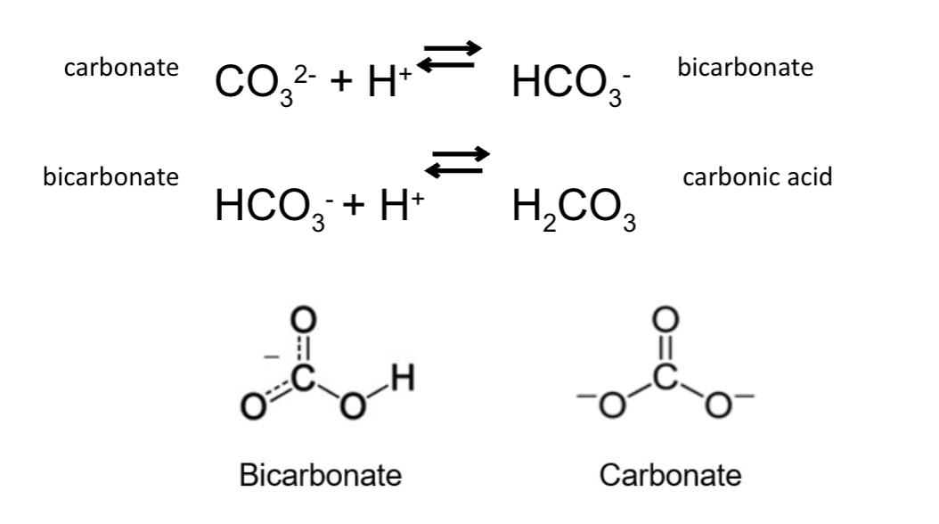 <ul><li><p>if extra H+ ions, reaction reverses </p><ul><li><p>carbonate accepts an H+ to become bicarbonate</p></li><li><p>bicarbonate accepts an H+ to become carbonic acid</p></li></ul></li></ul>