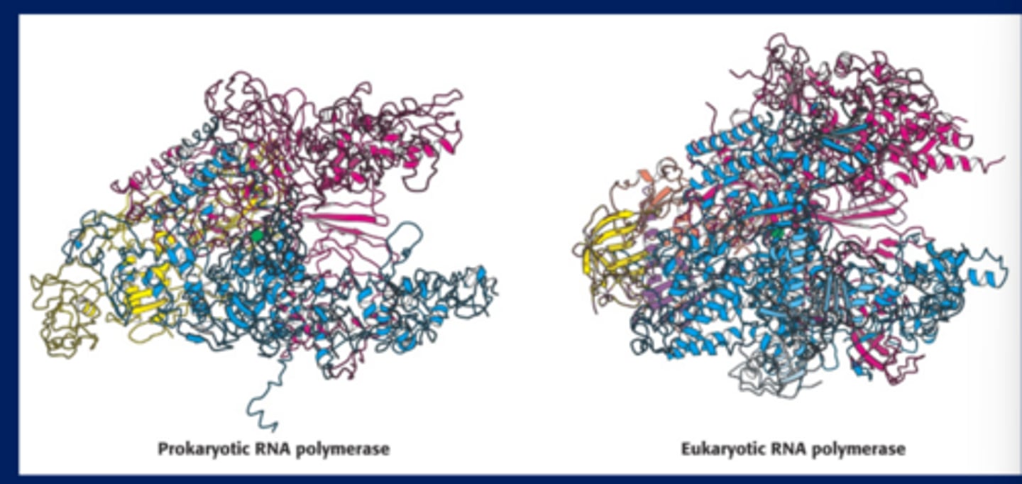 <p>Structures are very similar</p>