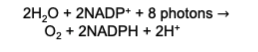 * The light driven flow of electrons through specialized protein carriers is coupled to ATP synthesis
  * A strong reducing agent (NADPH) is also produced and simultaneously water is oxidized to O2, which is released into the atmosphere.
  * Electron flow from H2O to NADP+ according to the reaction→
