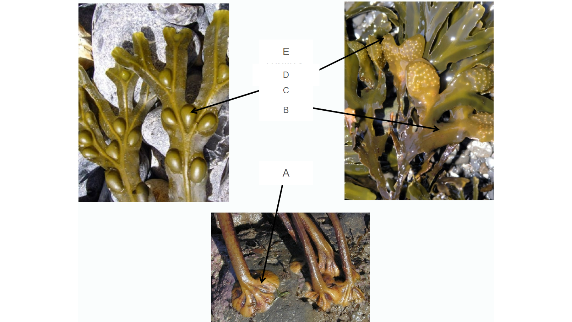 <p>What structure is D</p>